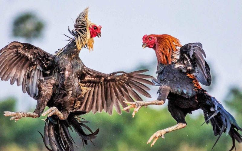Hướng dẫn luật đá gà cựa sắt cho hội viên mới