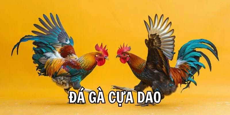 Kinh nghiệm đặt kèo đá gà cựa dao
