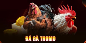 Live đá gà thomo – Trực tiếp sống động, ăn cược cực lớn