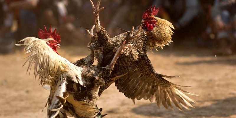 Luật Đá Gà Cựa Sắt – Bí Kíp Cược Chuẩn Như Dân Chuyên!